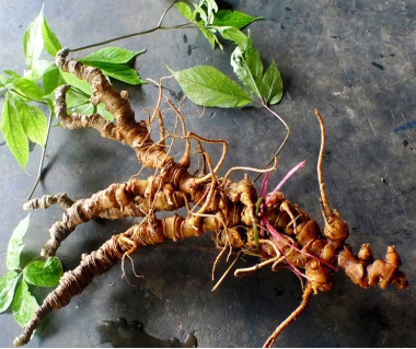 Cây Sâm Ngọc Linh