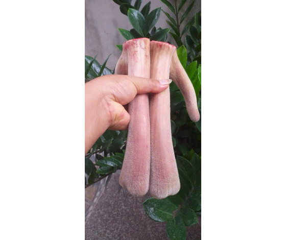 Nhung Hươu Tươi