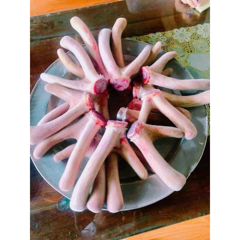 Nhung Hươu Tươi
