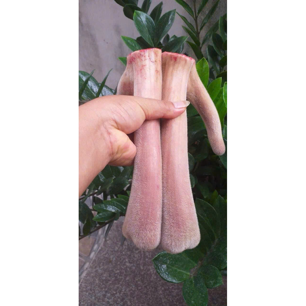 Nhung Hươu Tươi